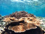 宮古島の海はオールマイティー!!