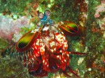 モンハナシャコ