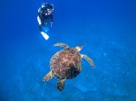 ウミガメとダイバー