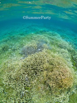 八重干瀬サンゴ礁