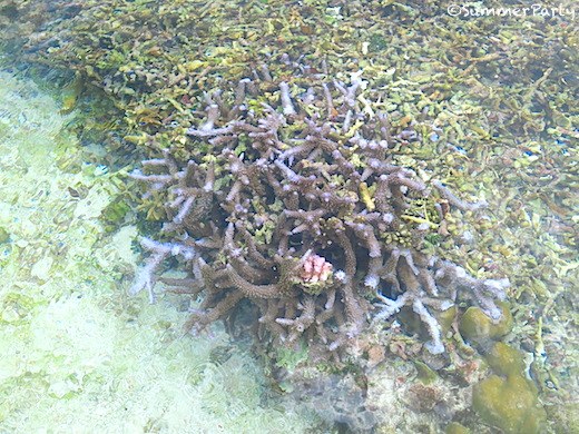 水面ギリギリの枝サンゴ