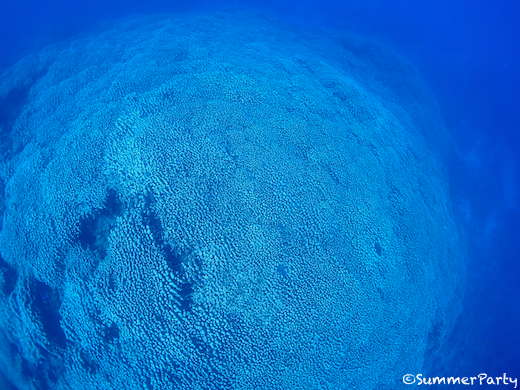 広大な大仏サンゴの群生体