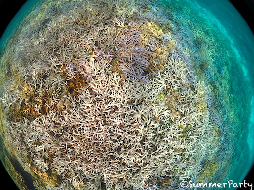 八重干瀬のサンゴ礁