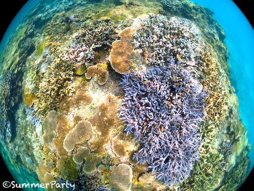 伊良部島のサンゴ礁
