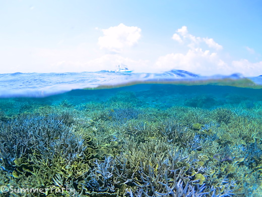 八重干瀬のサンゴ礁