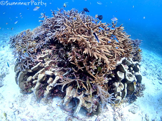 八重干瀬　サンゴ礁