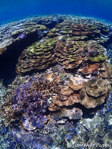 アガラガウサ　どこまでも続く一面のサンゴ礁