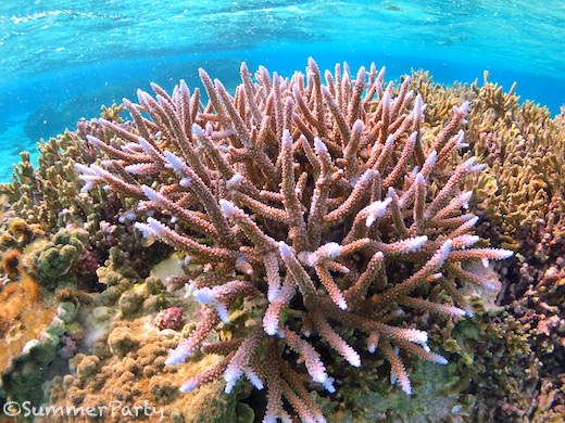 シギラビーチのサンゴ礁
