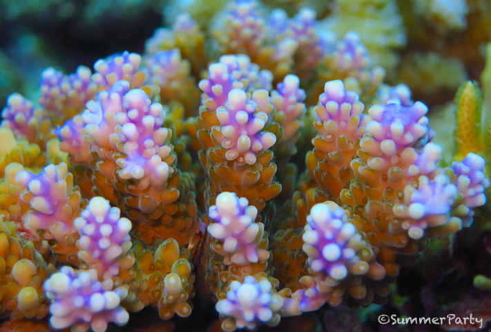 サンゴのポリプ