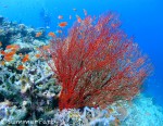 真っ赤なイソバナサンゴ