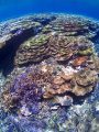 八重干瀬×サンゴ礁